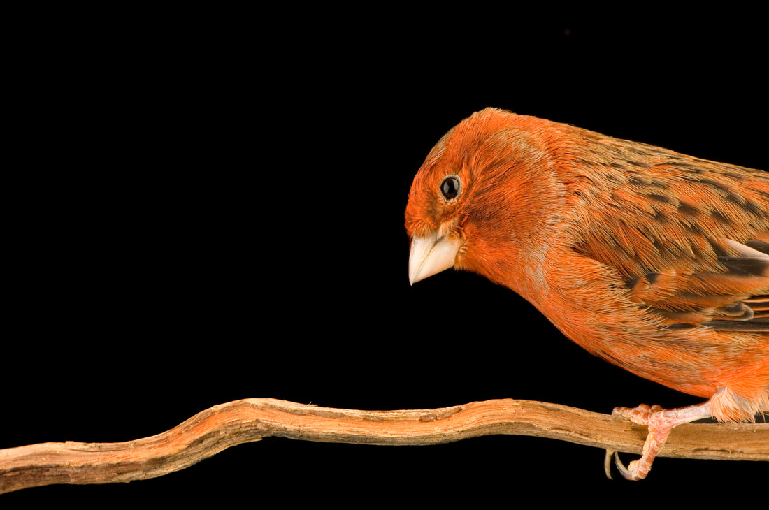 Treats for Your Birds