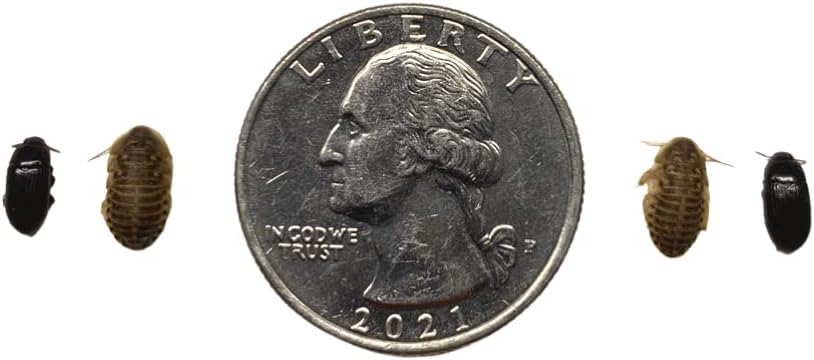 100 Extra Small Dubia Roaches - Reptile Isle