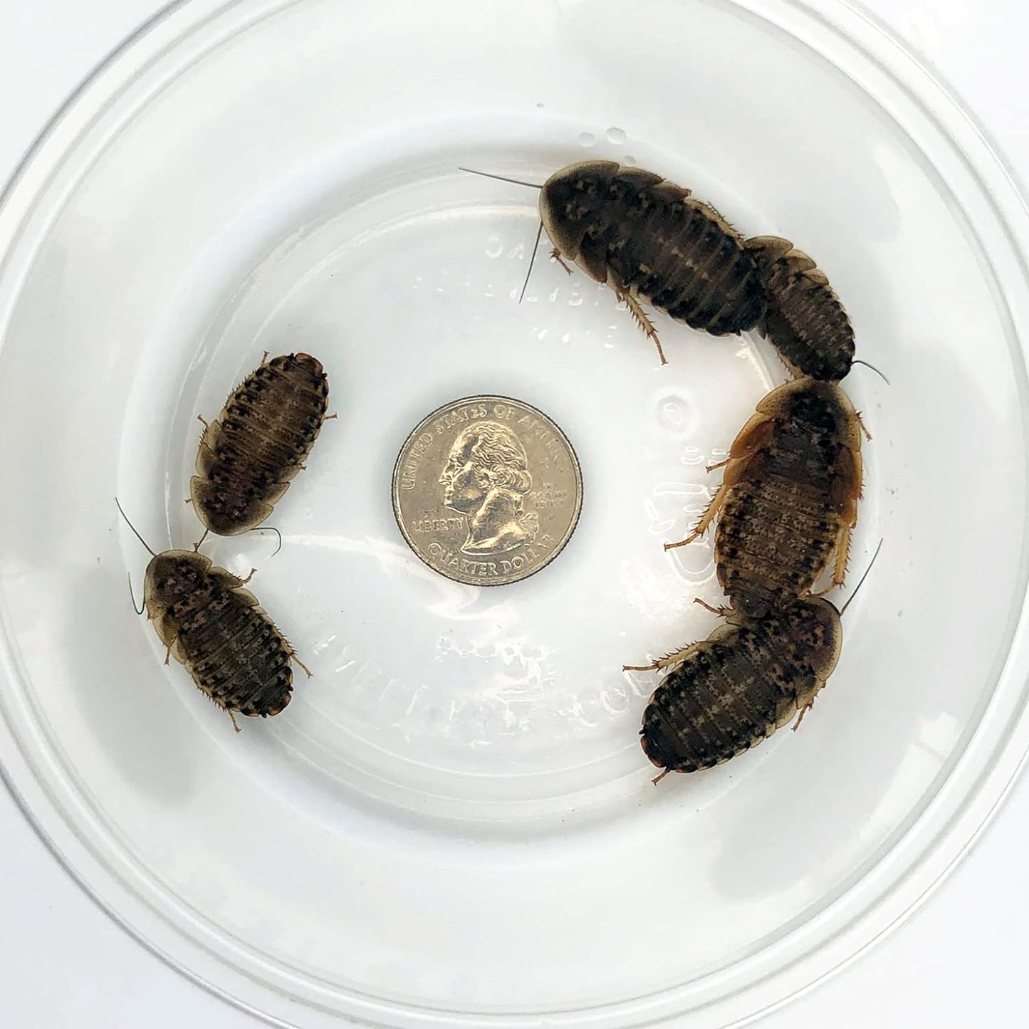 200 Large Dubia Roaches for Reptile Feeding