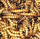 Superworm 100 Large Bulk and Organic