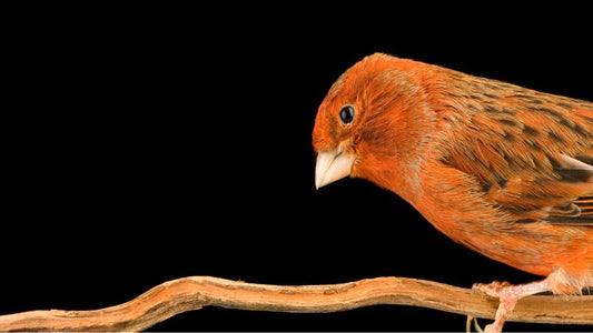 Perches
