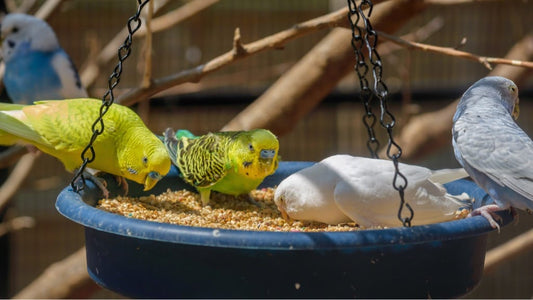 Seeds & Pellets